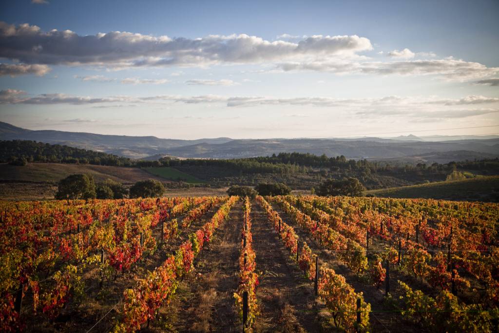 Discover Vinhos Verdes